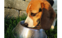 Mars Petcare Partners with Terracycle on Recycling Program